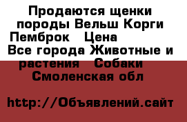Продаются щенки породы Вельш Корги Пемброк › Цена ­ 40 000 - Все города Животные и растения » Собаки   . Смоленская обл.